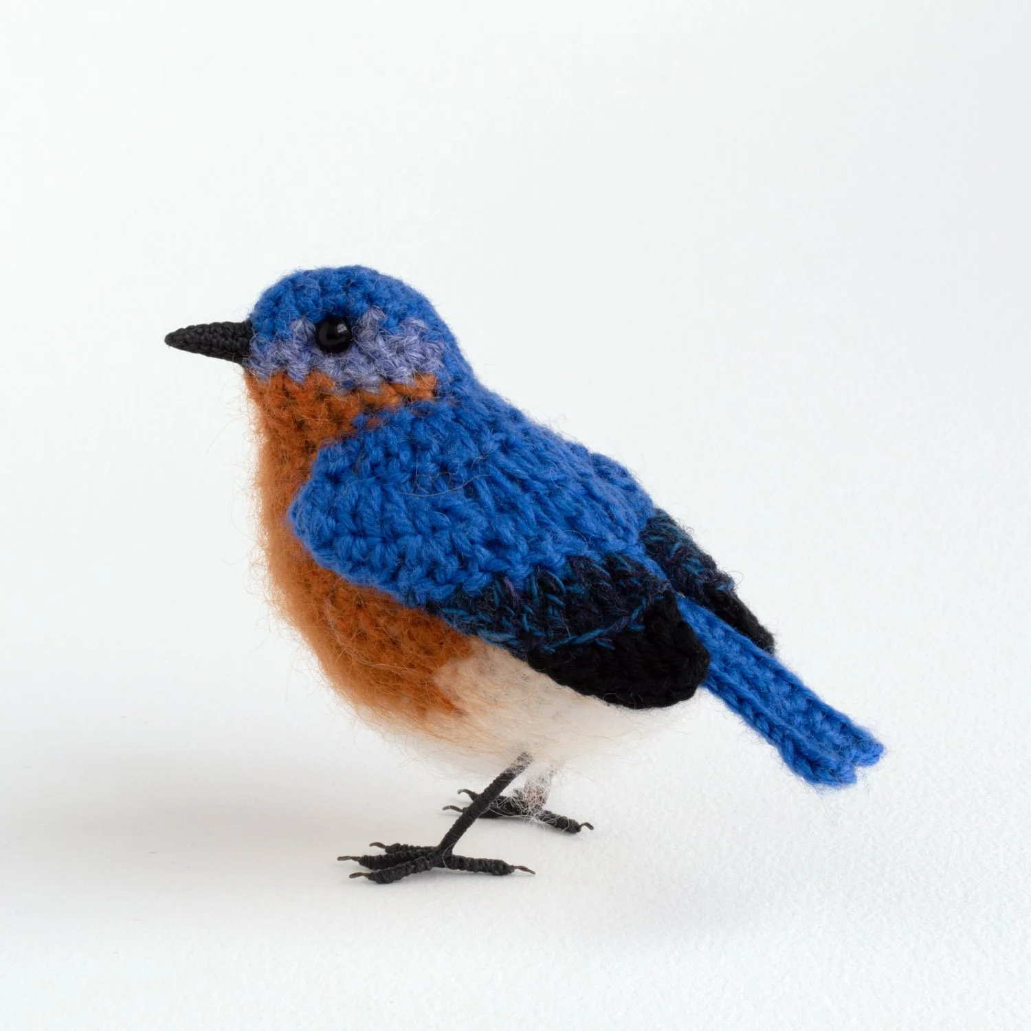 Eastern bluebird 2 1500px.jpg