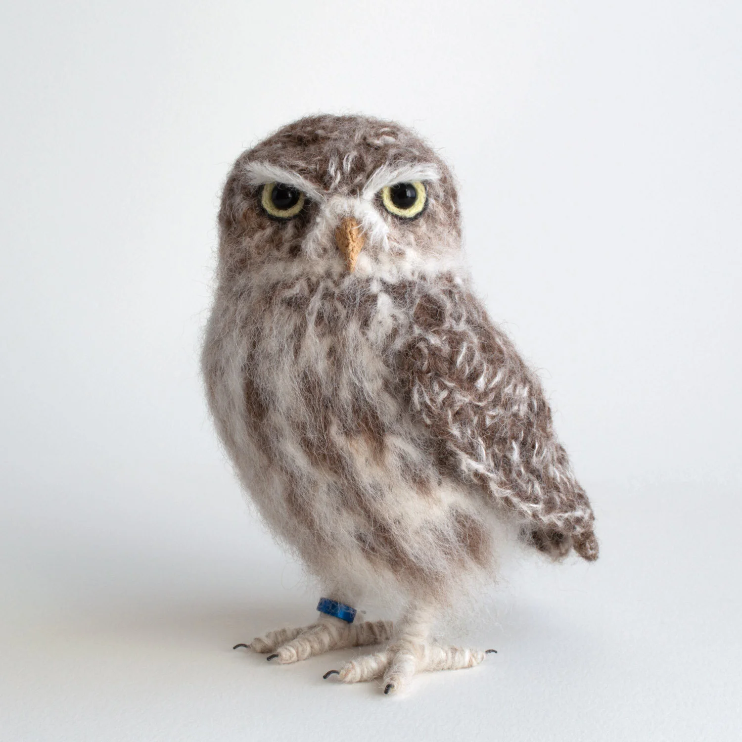 Little Owl
