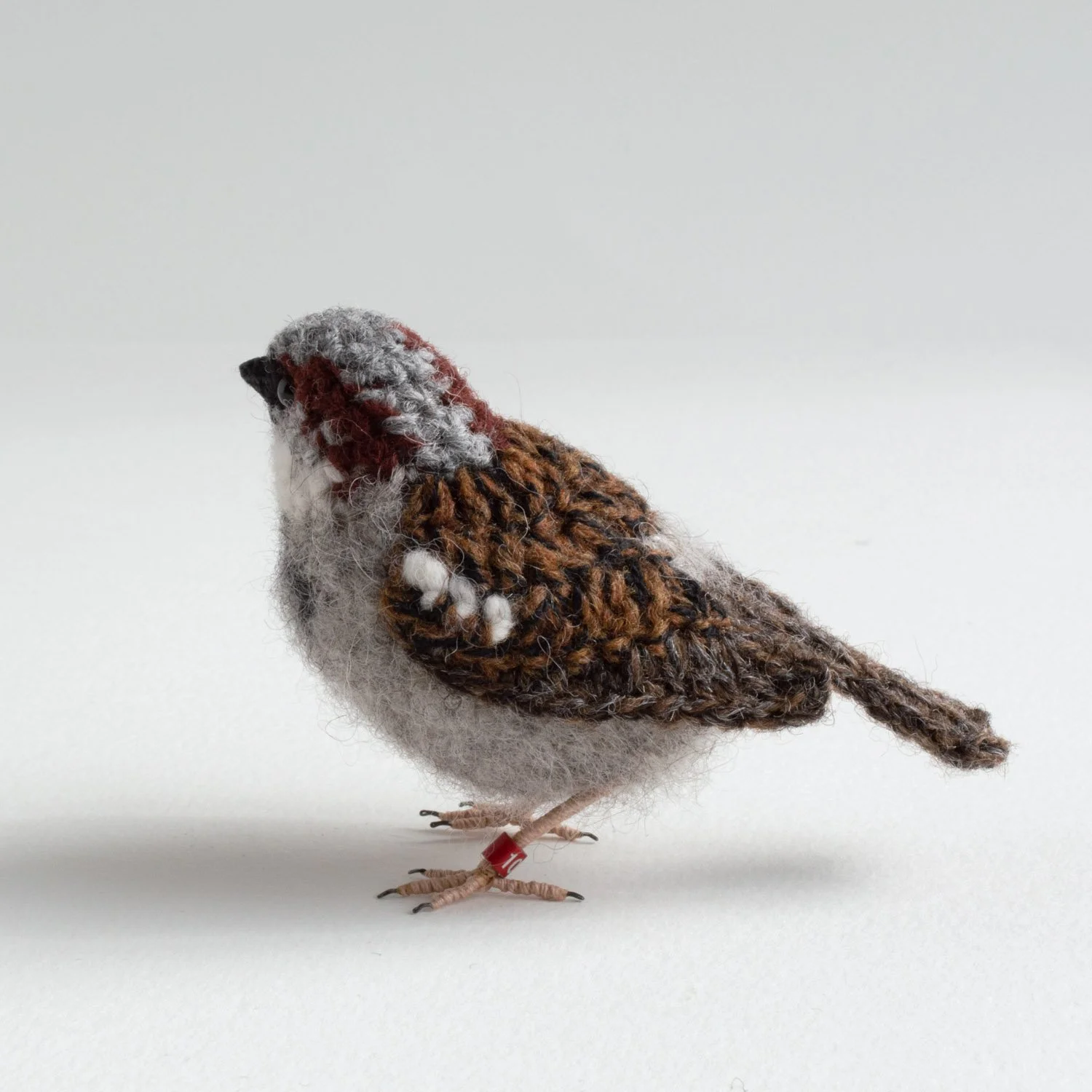 2024 Sparrow male - R facing - 3 1500px.jpg