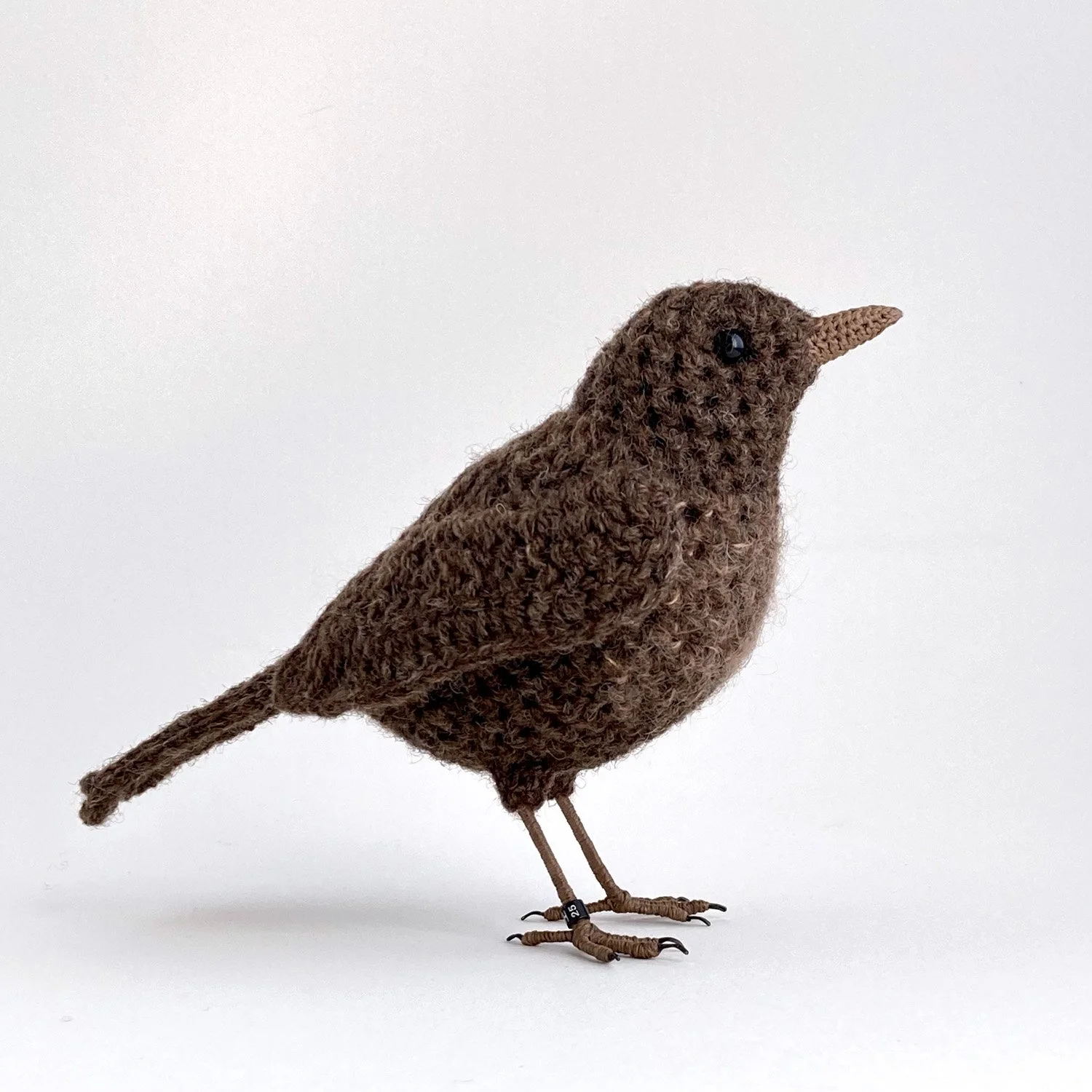 2025 Female blackbird 1500px - Jose Heroys.jpg