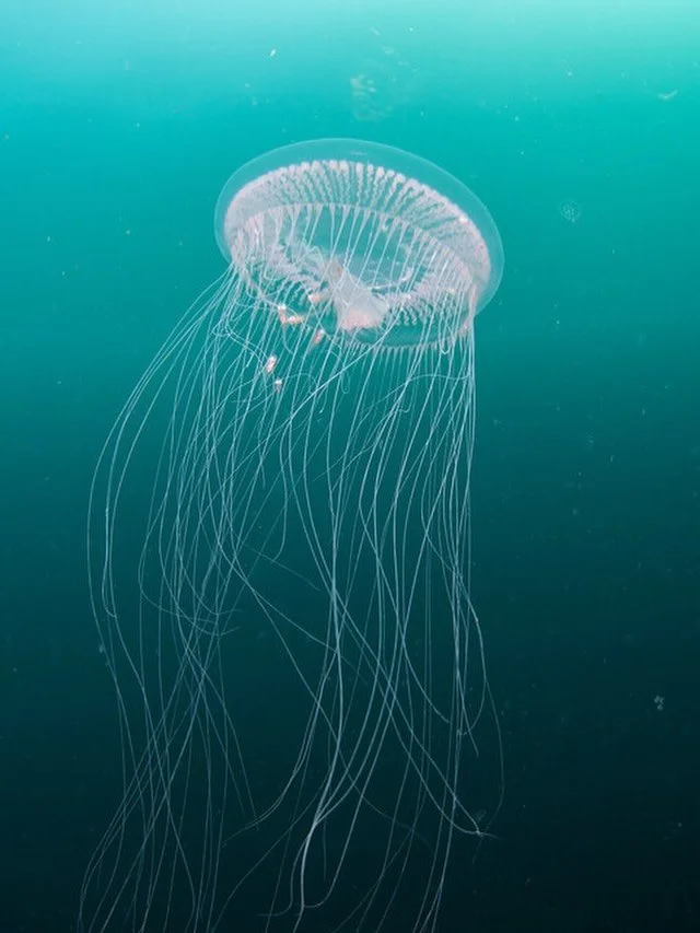 Today is World Jellyfish Day!

The many species of jellyfish in our oceans help to enhance ocean biodiversity and regulate the climate - thank you jellyfish!

Here are a few of our favourite facts about these misunderstood, magical marine invertebrat