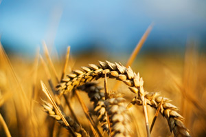 agriculture