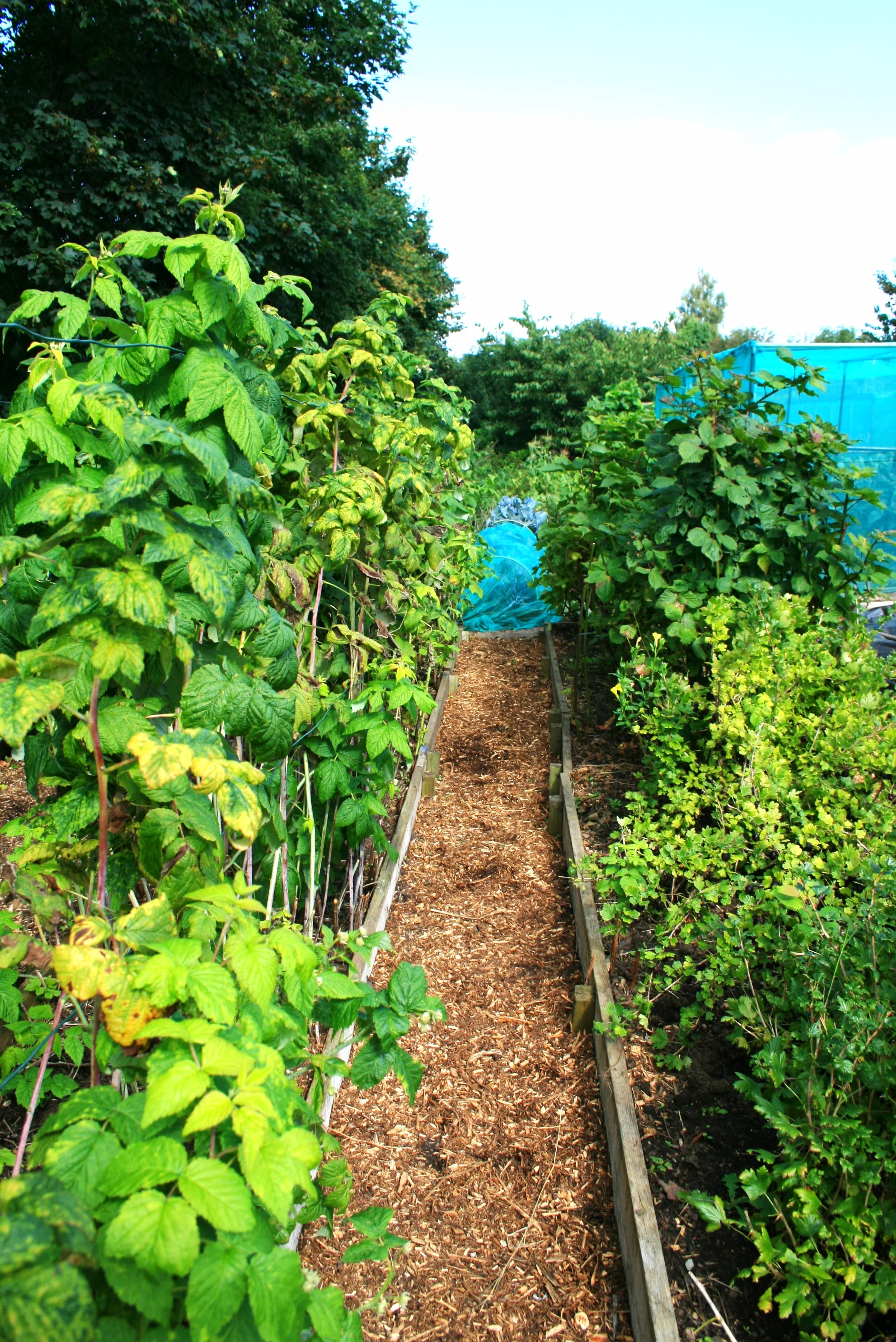 The path between the raspberry canes. This was so overgrown when I took the plot over the you couldn't walk through. My son and I pretended to be the prince in Sleeping Beauty when we cut it back.