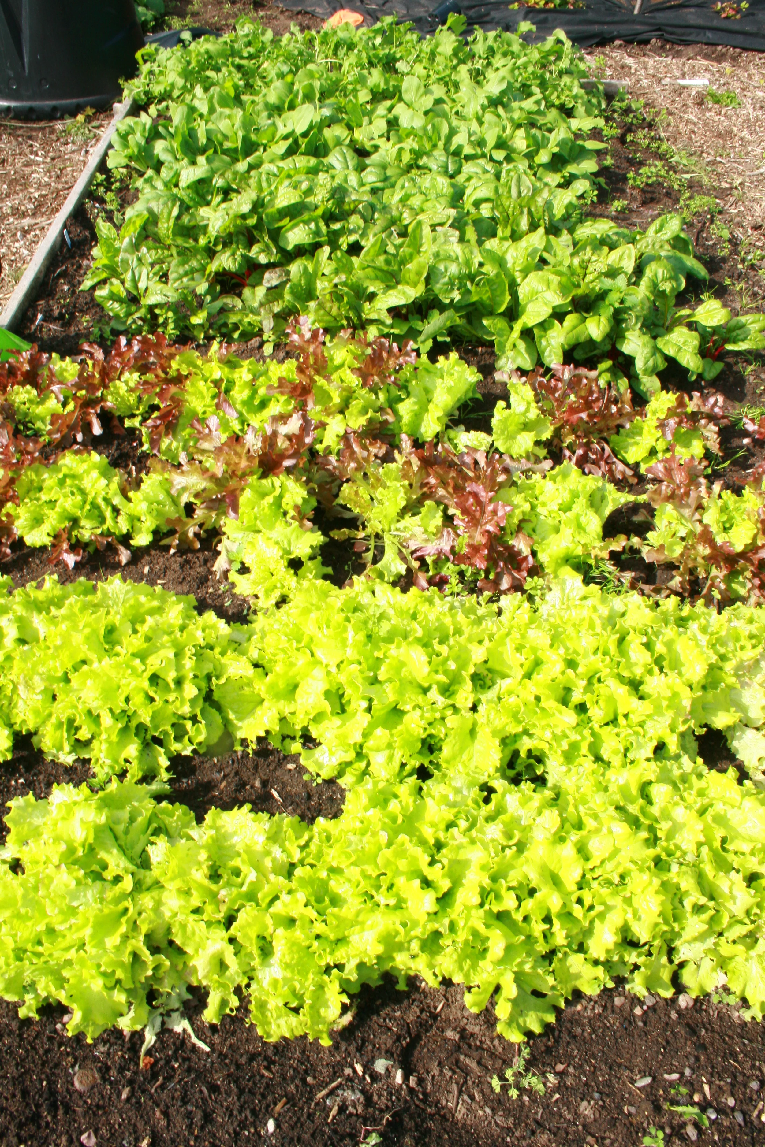 The salad patch. We have enough salad to feed us ten times over. I've enjoyed giving lots away to family and friends. Home grown leaves are much tastier and crisper than shop bought. 