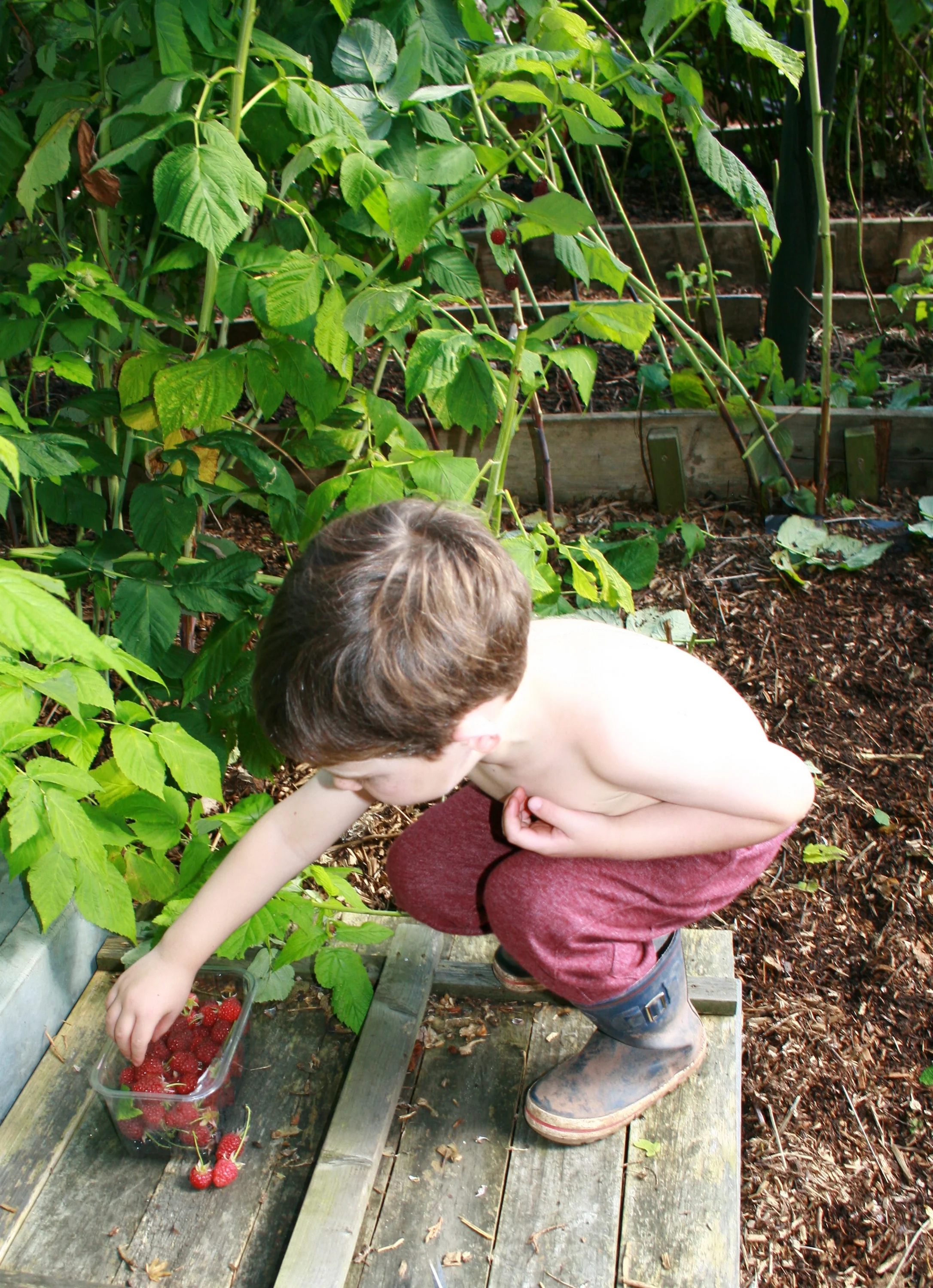 My son helping to pick raspberries. He loves coming to the allotment with me. He spends his time digging, spotting bugs and frogs, playing with any sticks he can find and helping me. I feel like the time we spend here together is real quality and we spent hours here over the summer holidays. We then made cakes with the fruit we picked together. It gives him satisfaction to be involved and I am proud that he knows so much about fruit and vegetables.