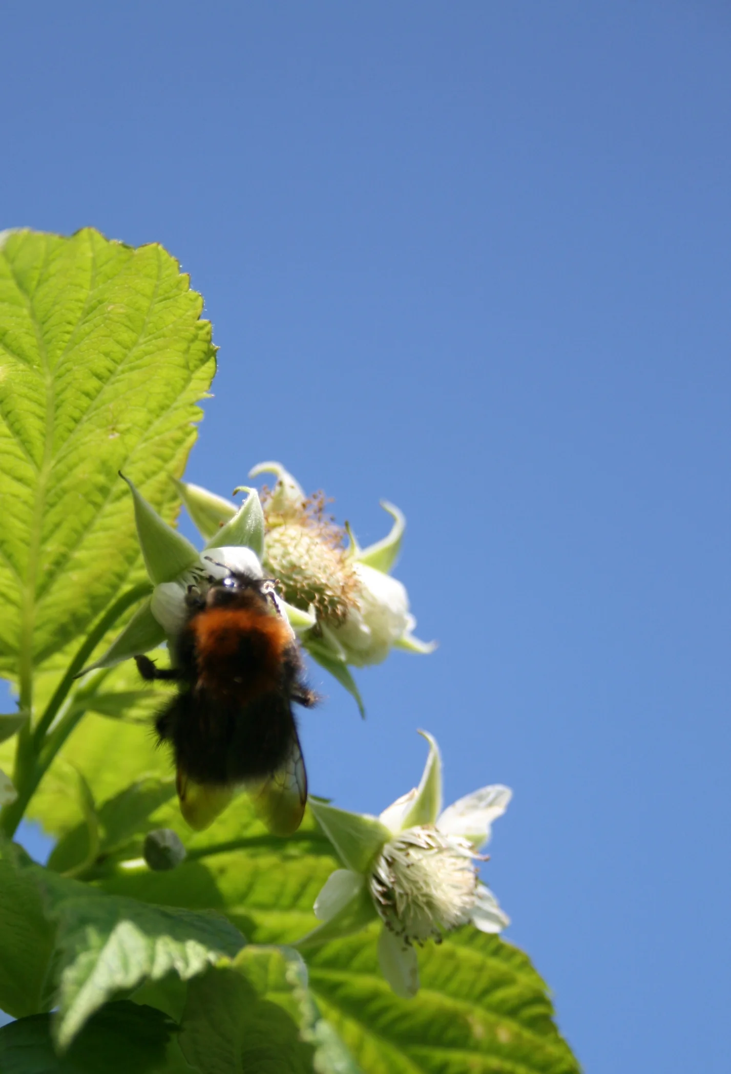 The bees love the raspberry pollen. It's lovely to hear their gentle buzzing above your head.