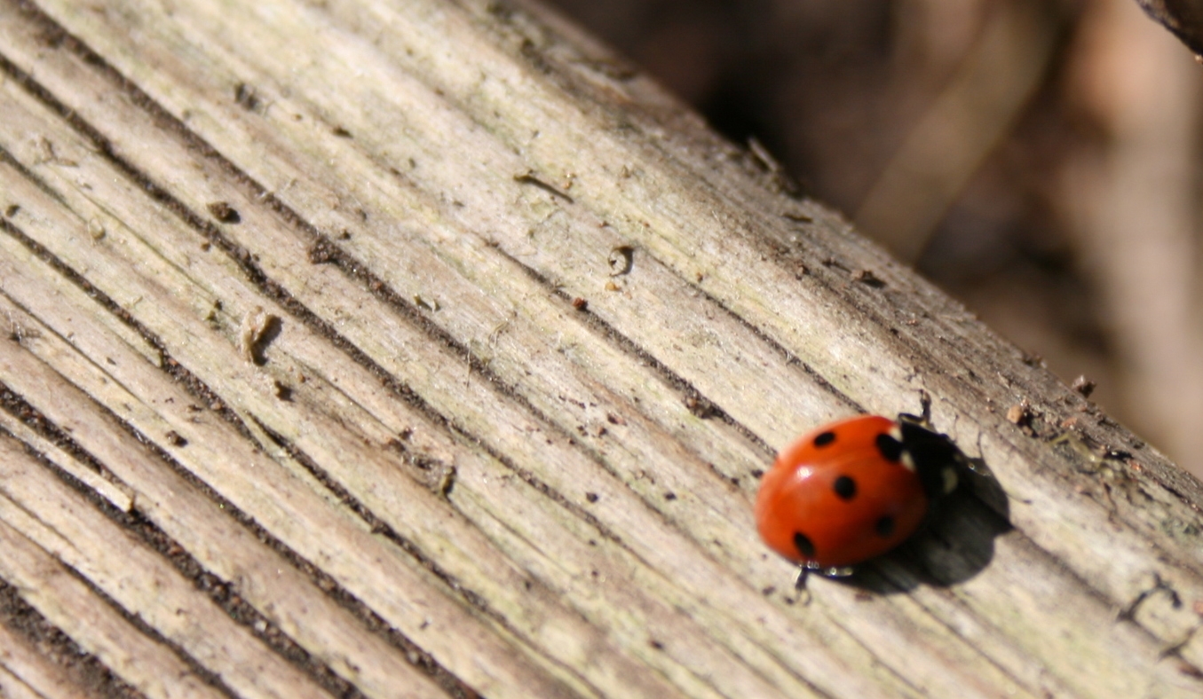 Wildlife surrounds you at the allotment. It doesn't feel like it's in the middle of a built up area. 