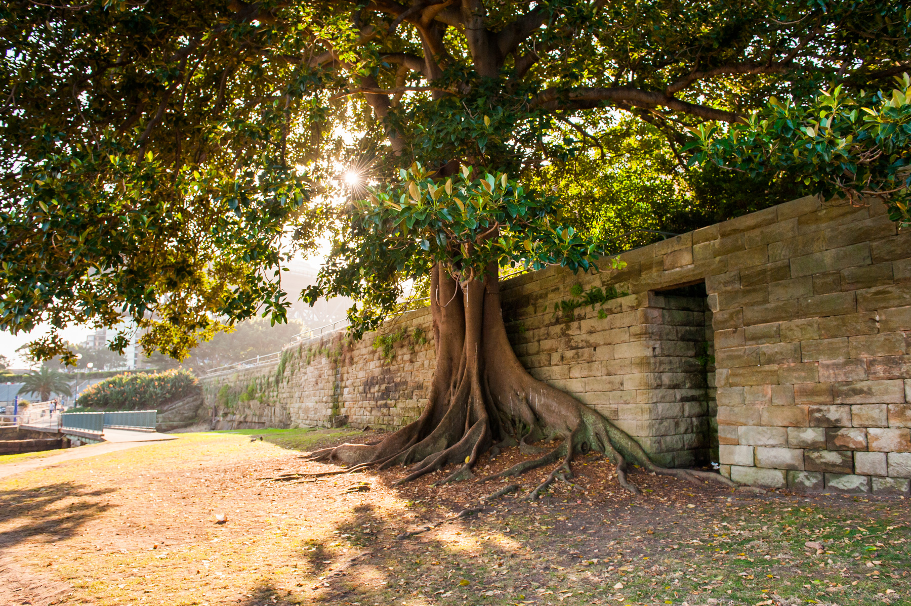 Jeffrey Street Wharf | Kirribilli | That tree!