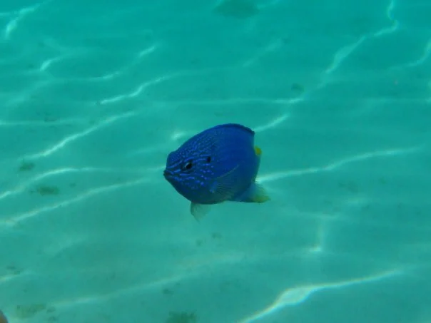 Honey Esther Foundation - Part 3 - Island Life