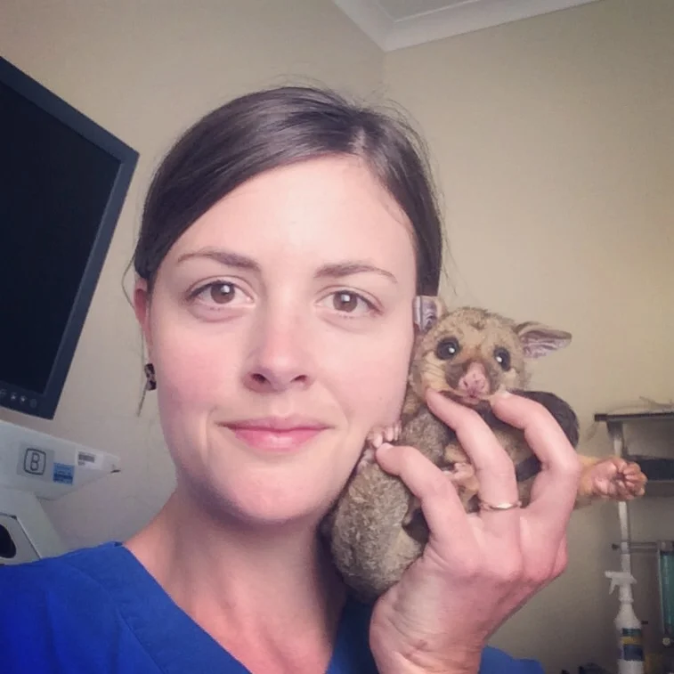 Being a wildlife vet 