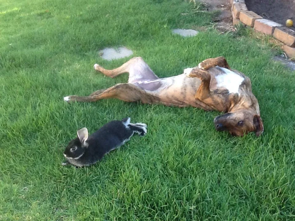 Why do dogs eat grass?