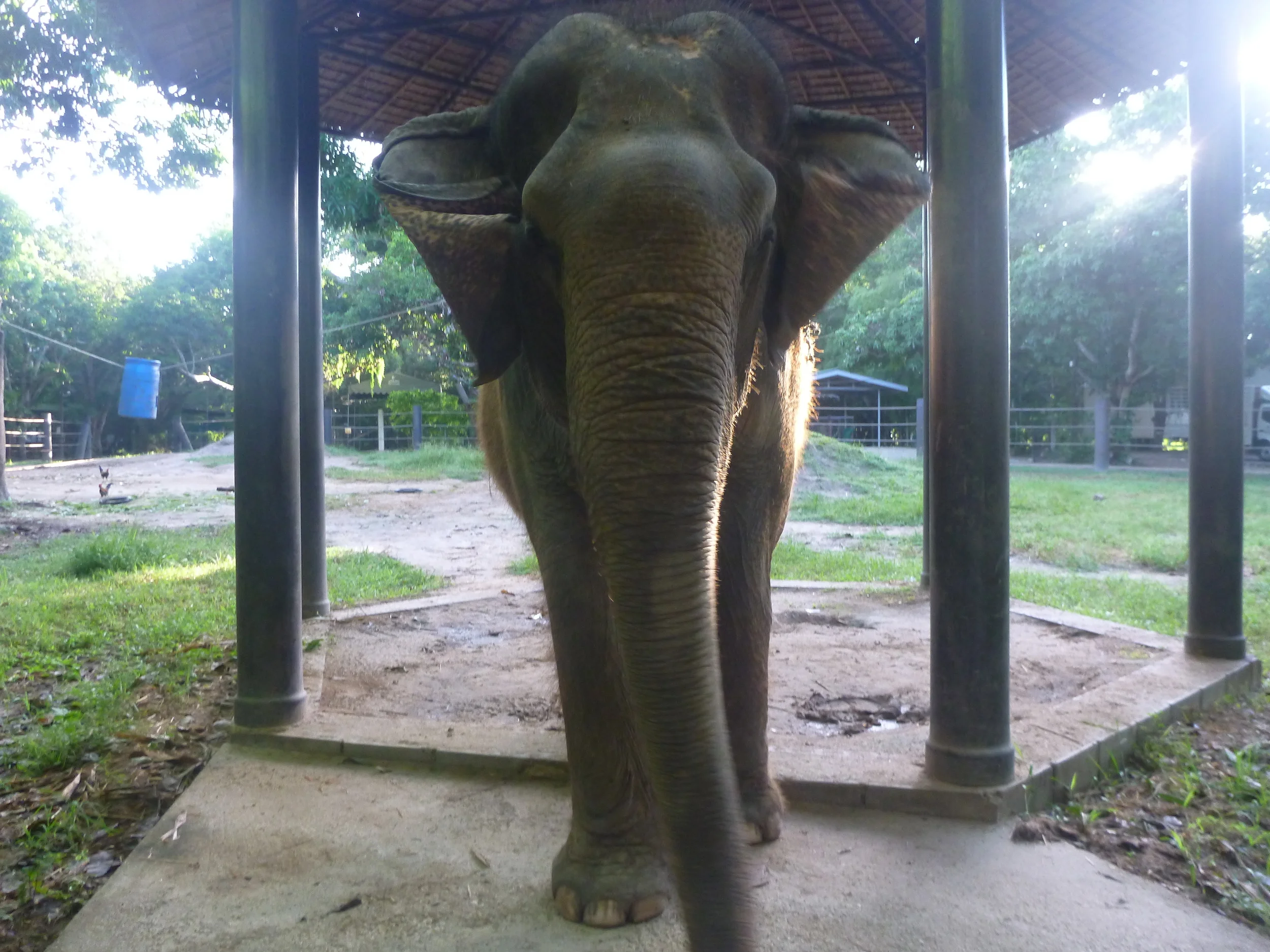 Boonmee - A New Life