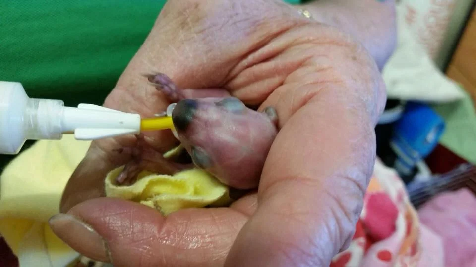 Koala Sex - Is it love?