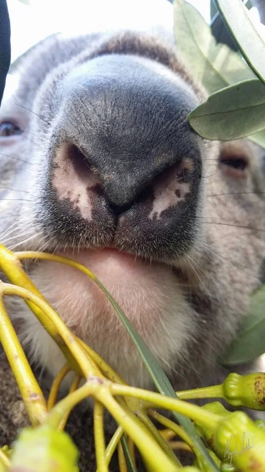 Calcium Oxalate Nephrosis - what does that mean?!