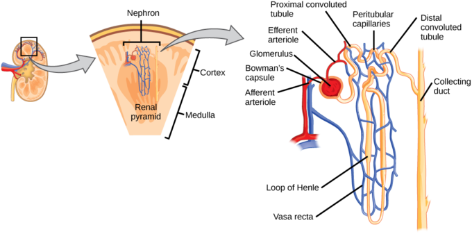 The kidney, a nephron and the labelled anatomy.