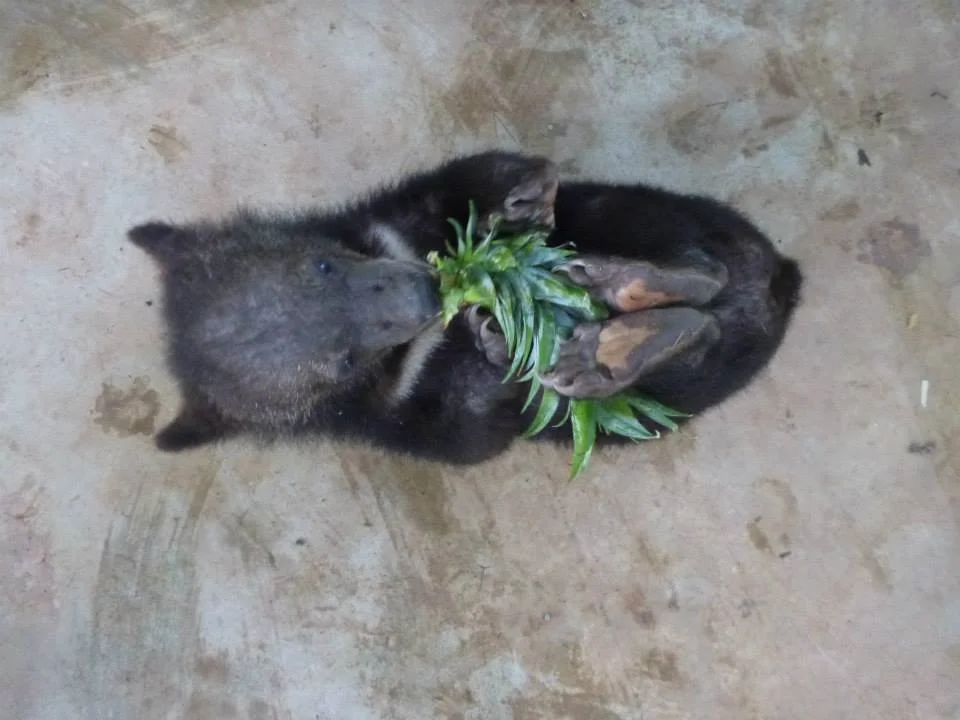 The Bear Necessities