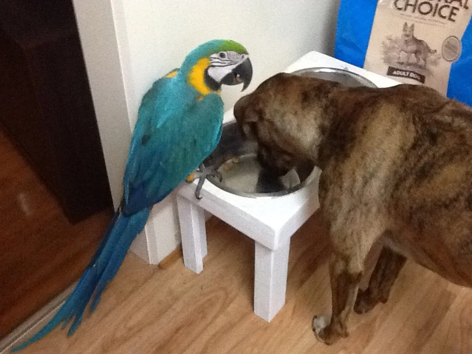 Stealing the dogs food!