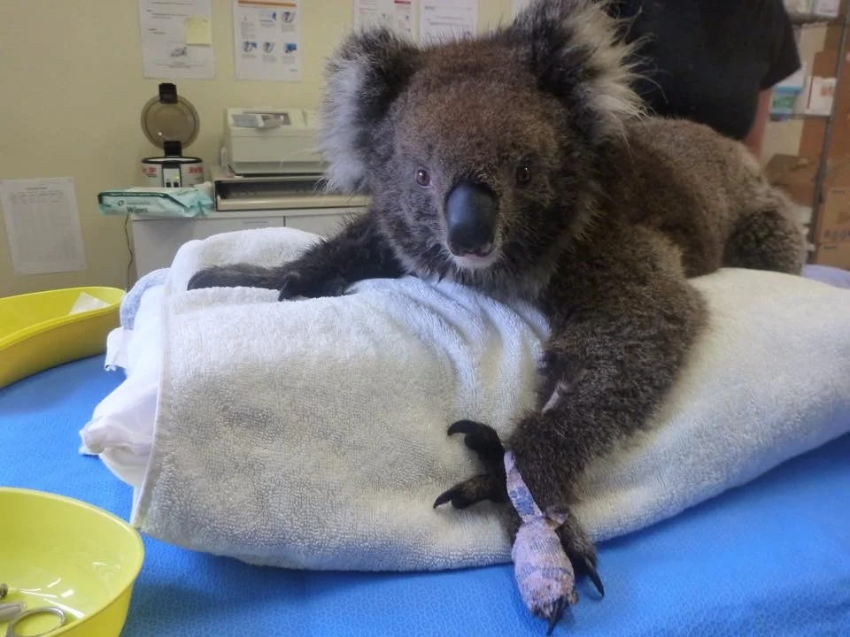 Treatment of Burnt Wildlife