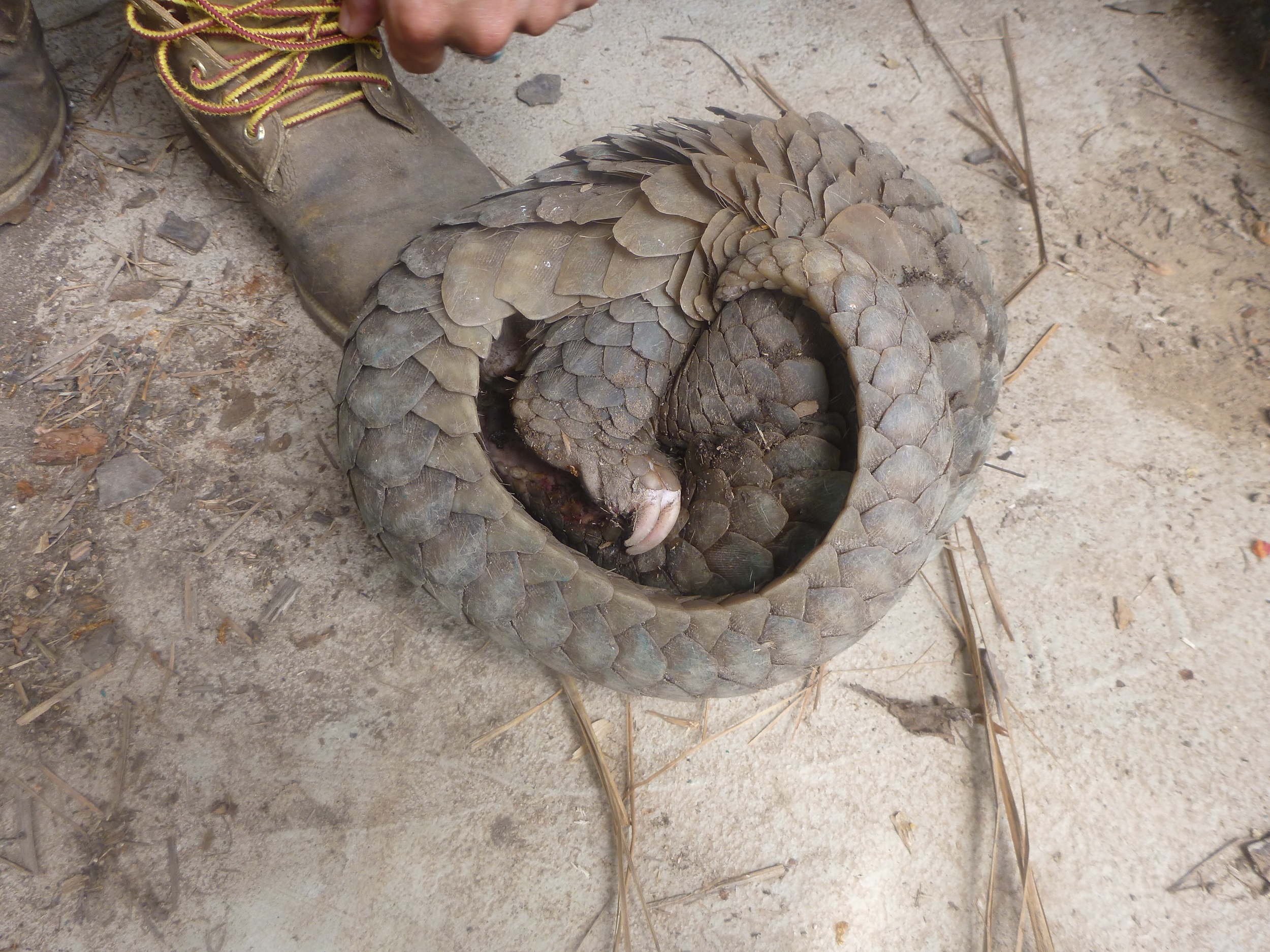 One of the pangolins I health checked in Laos, their defence mechanism can make it very hard to check them over!