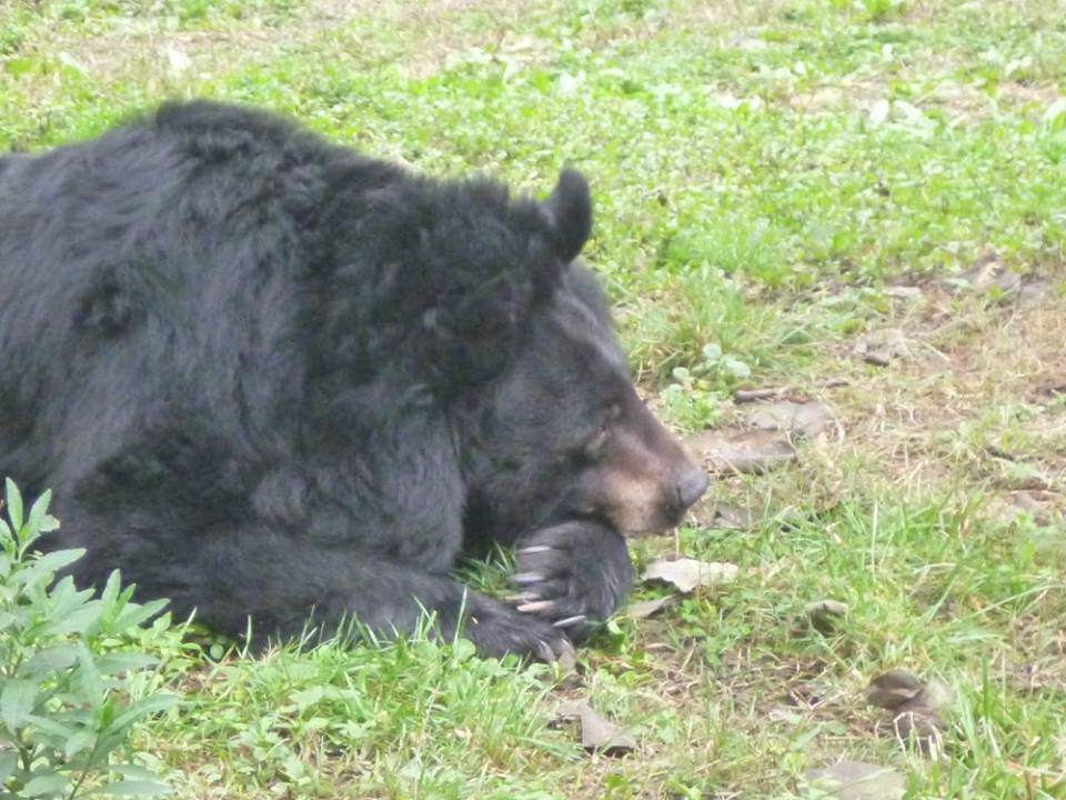 A Moon Bear gently rests her head after a big morning foraging around her enclosure.