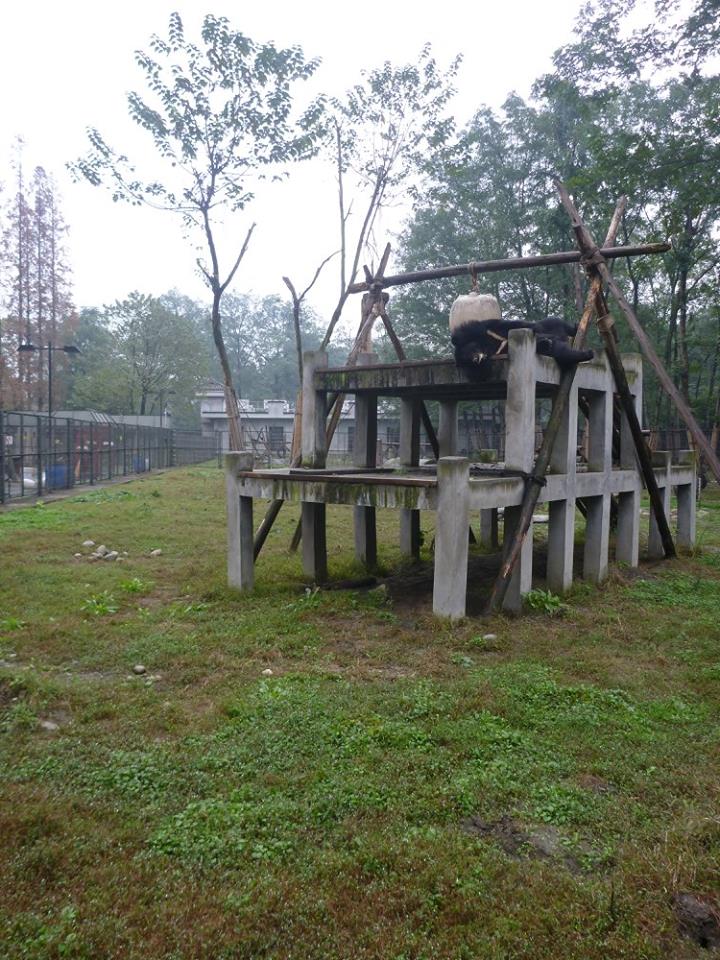 The bears have large enclosures which they share with friends, with lots of fun things to climb and play with!