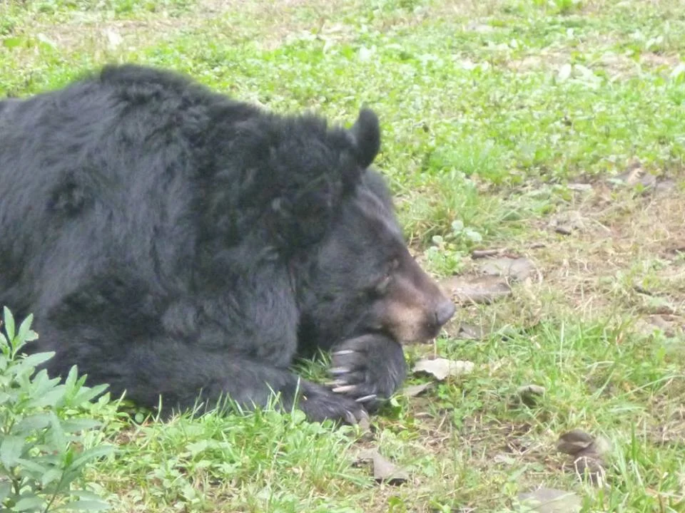 Introduction to China Bear Rescue Centre, Chengdu