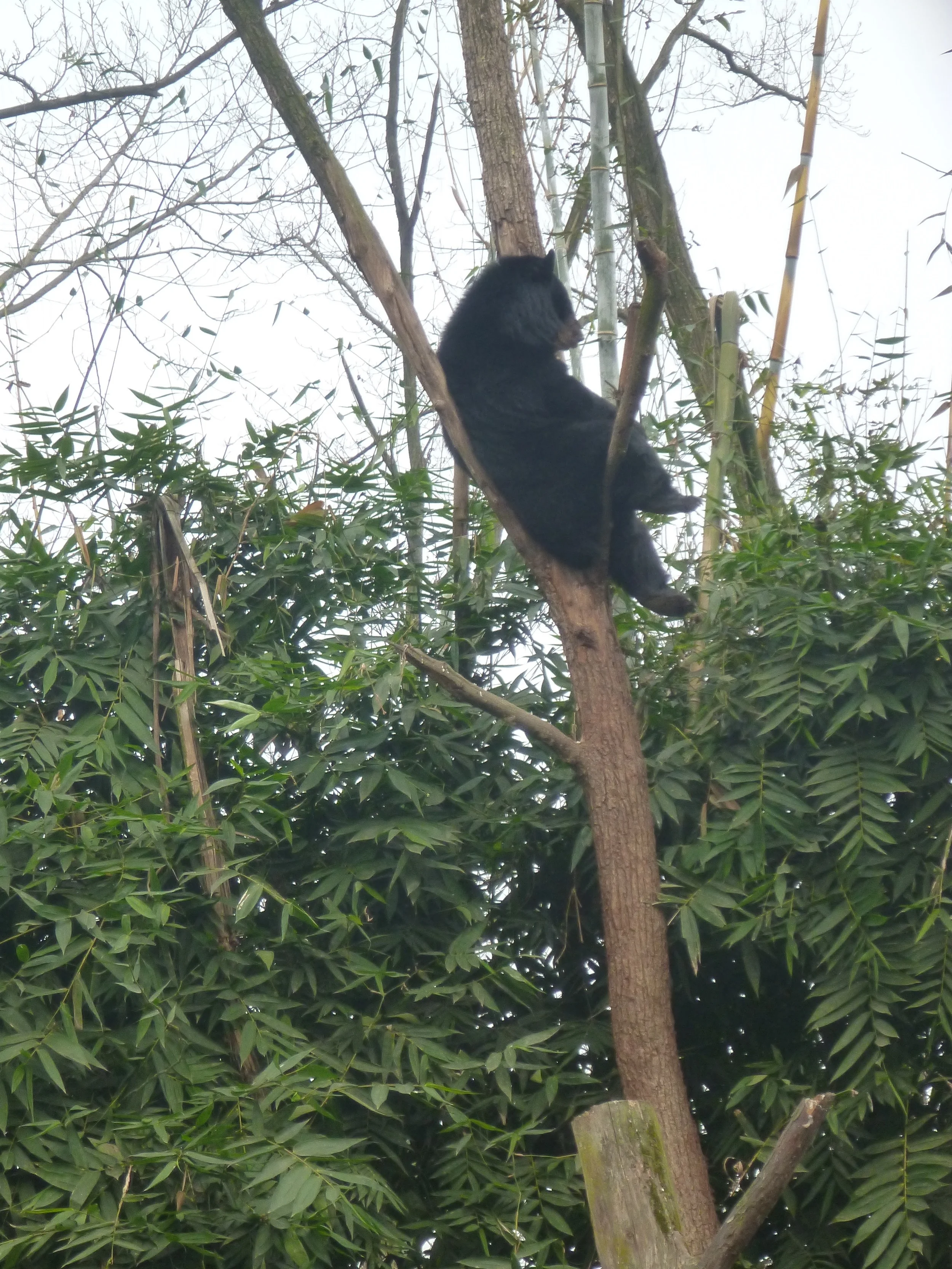 Wang cai loves to hang out in the trees at the centre! 