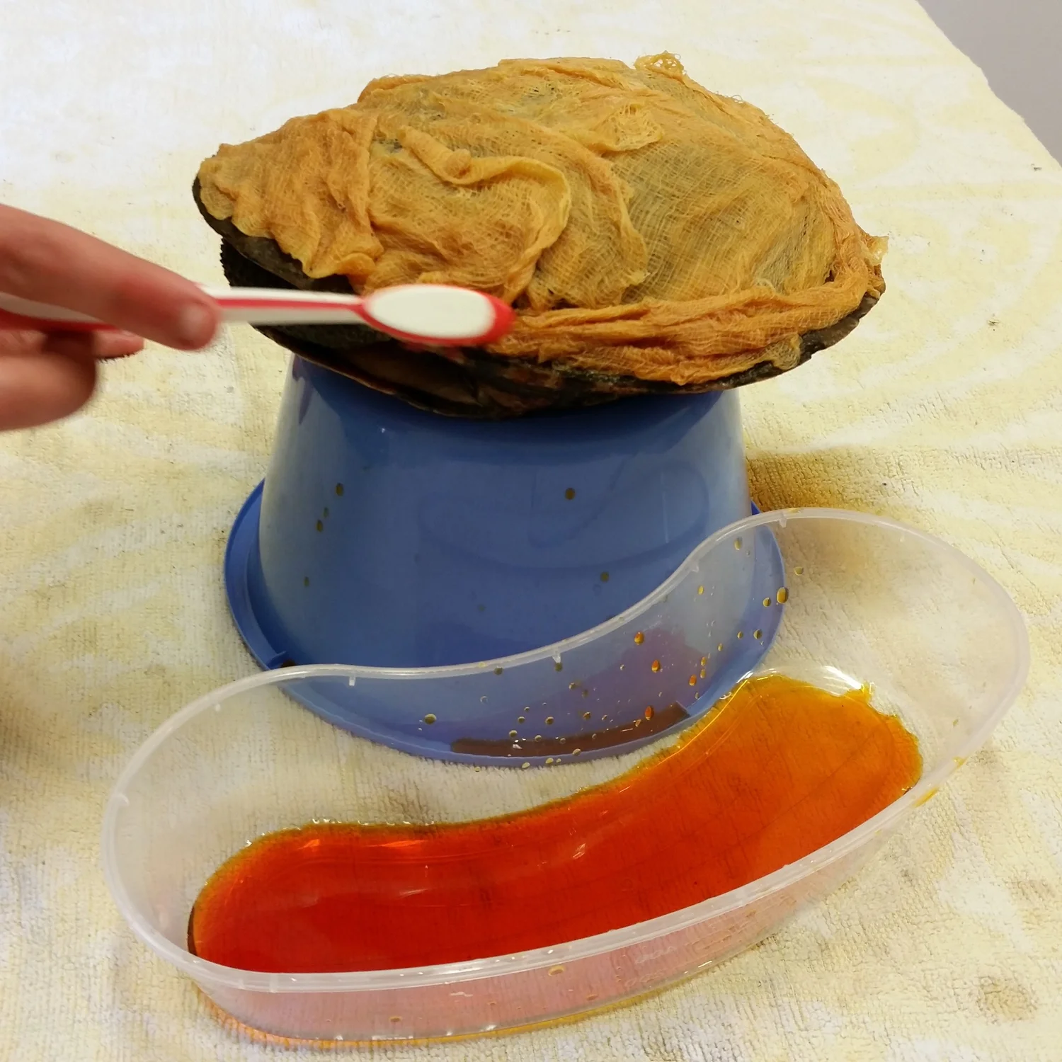 How I treat shell rot in turtles — Vet Tails