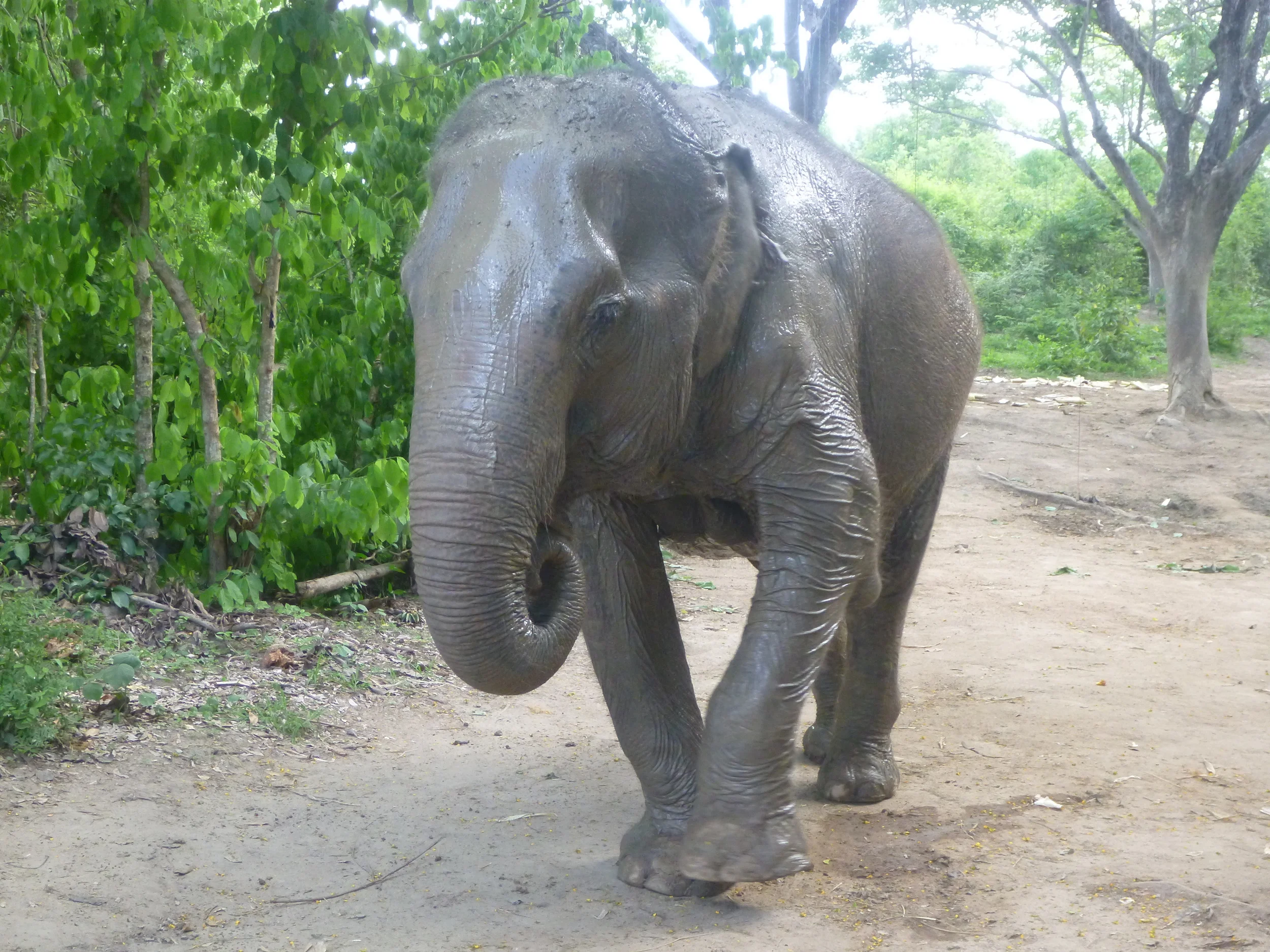 The Dangers of Anthropomorphism