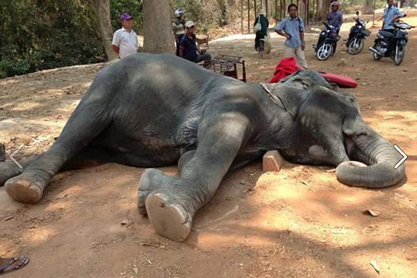 Trekking elephant dies from exhaustion at Angkor Wat Temple, Cambodia. Photo by EARS
