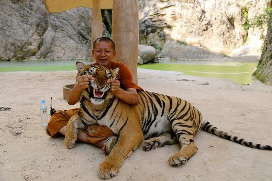 Although this tiger is being made to smile I don't for a second believe he is happy