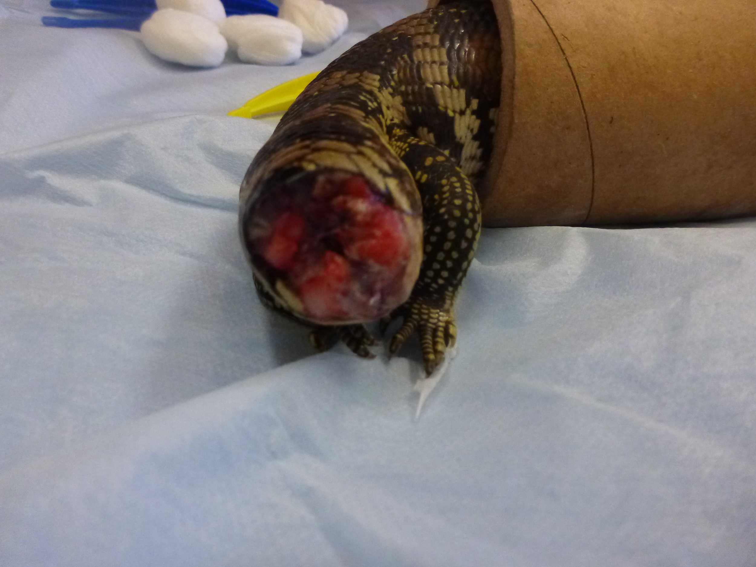 Blue tongue lizard tail four days post-op