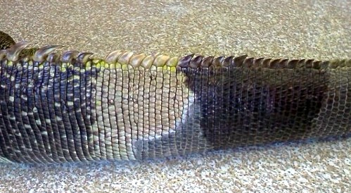 The colour change is very obvious in most reptiles with tail necrosis, Image from LafeberVet