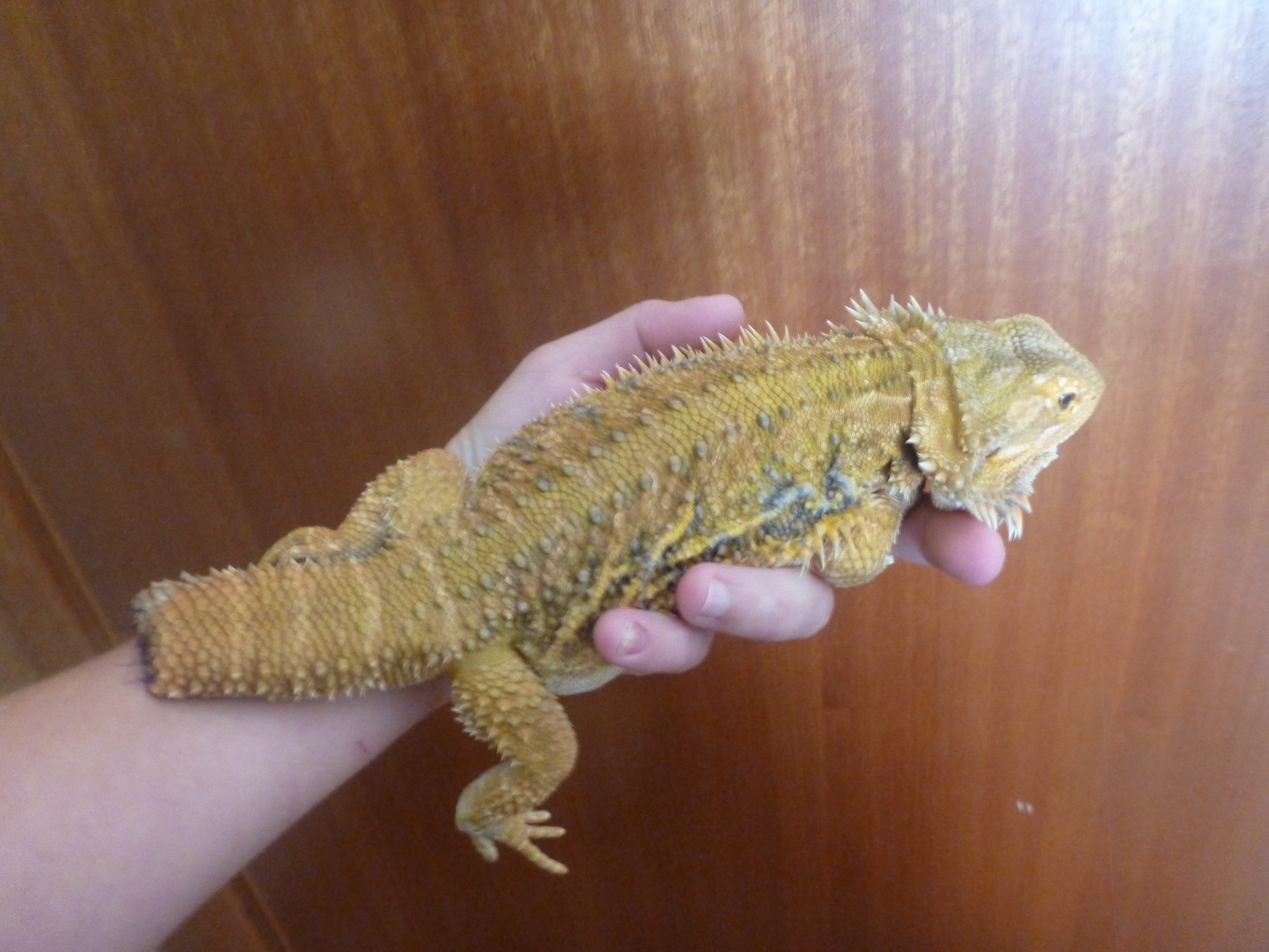 This bearded dragon had her tail sutured for the first 5 days after surgery because it was becoming very dirty in her enclosure, the sutures where then removed to allow the tail to regrow and heal.
