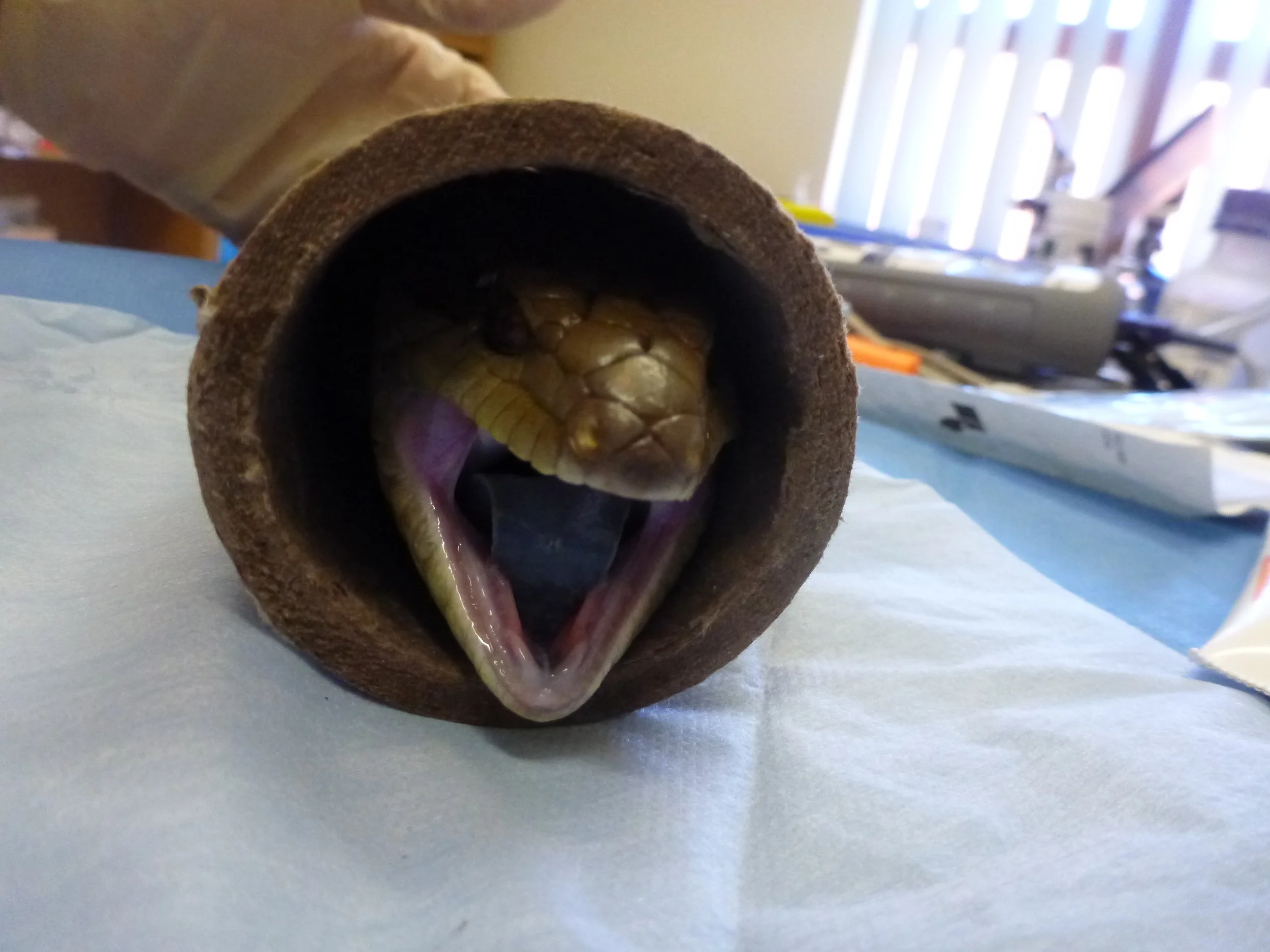 How I treat Tail Necrosis in Lizards