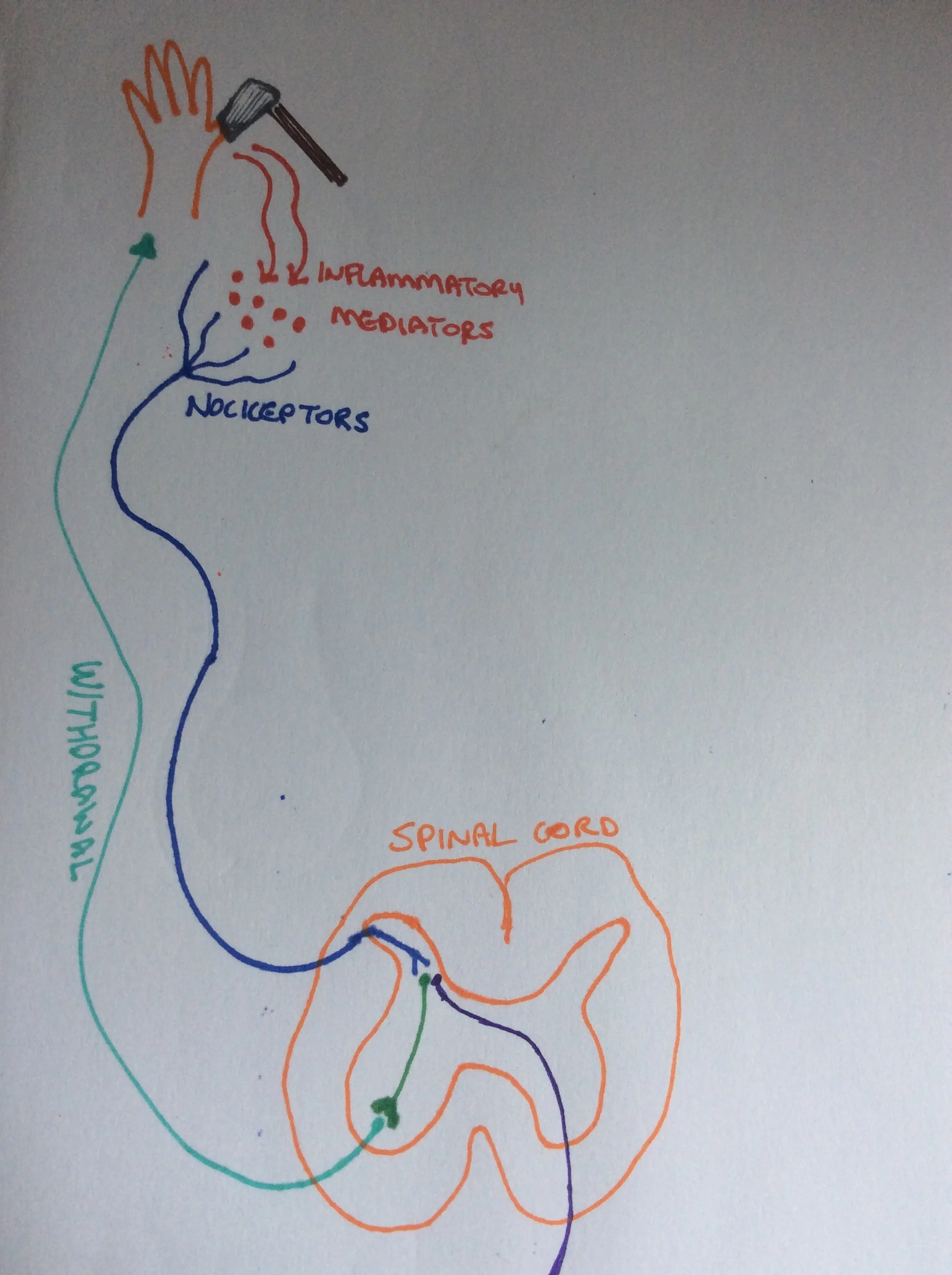 The pain signal is detected in the spinal cord and efferent nerves are stimulates to withdraw the body part from the noxious stimuli.