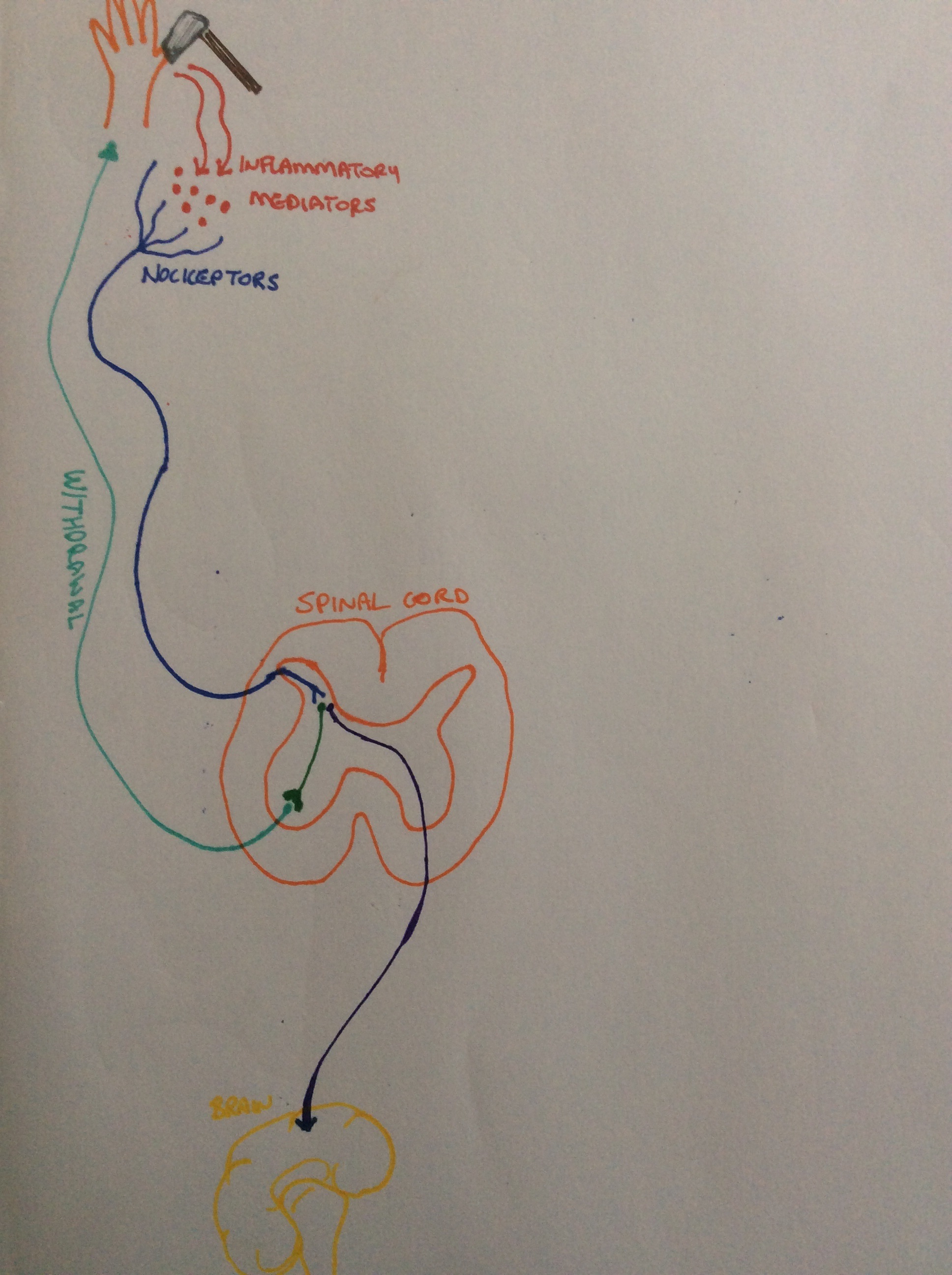 The basic pain pathway in full