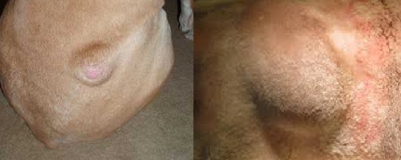 These images are both middle aged labradors. The one on the left has a benign lipoma (fatty tumour) and the one on the right has a soft tissue sarcoma, which at this size can be very difficult to remove and can spread to internal structures and organs. They look almost identical!