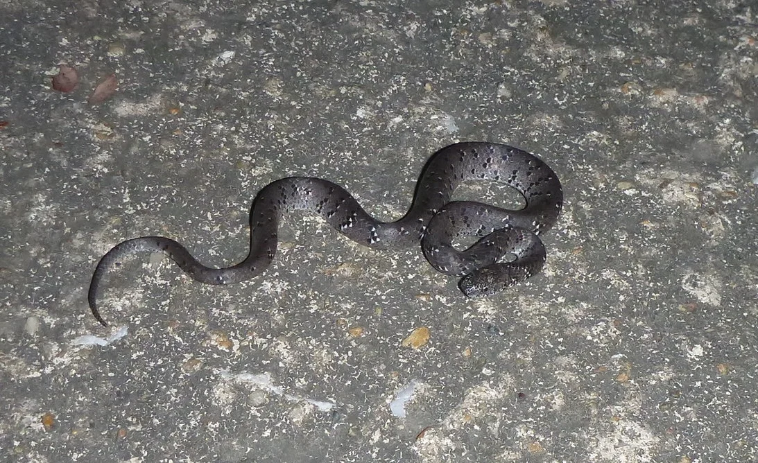 Pain Management in Reptiles