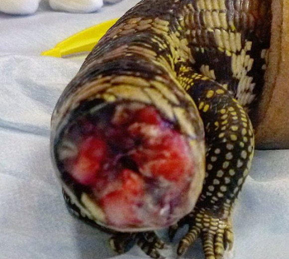 Tail amputation surgery is common sequale in wild lizards after traumatic events (like dog attacks or road traffic incidents). It is important to notice signs of pain such as reduce appetite, lethargy, shielding the body and increased aggression. This lizard received tramadol for 4 days and meloxicam for 7 days post operatively.