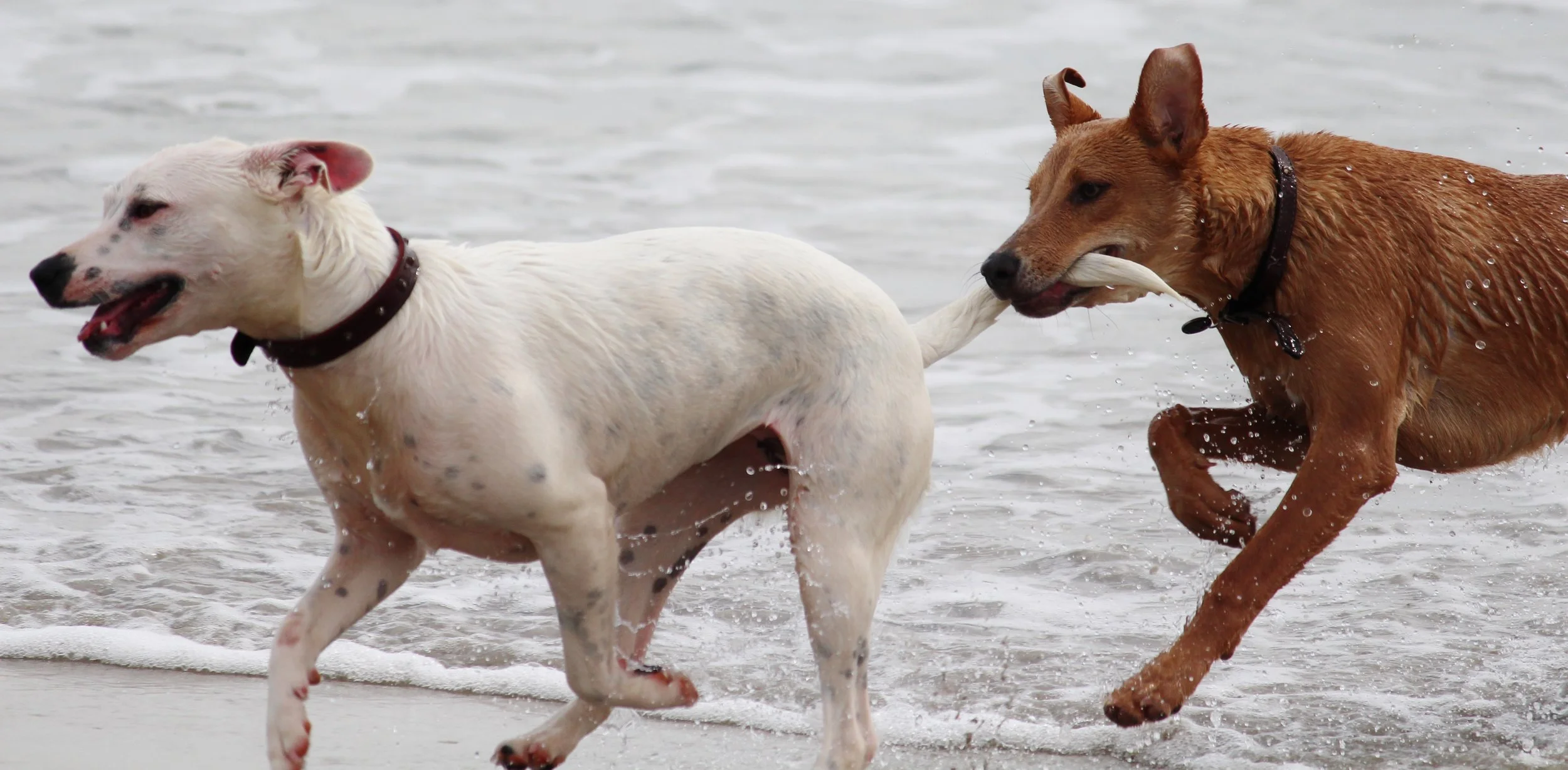 Pet First Aid:What to do in an emergency 