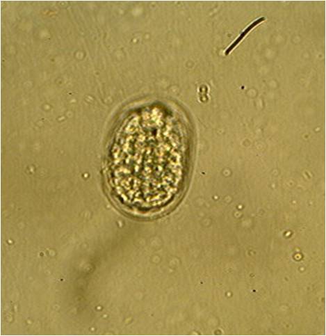 Your veterinarian can perform a faecal float to check for worms eggs. It is a simple, cheap and non-invasive method of determining worm numbers and types.
