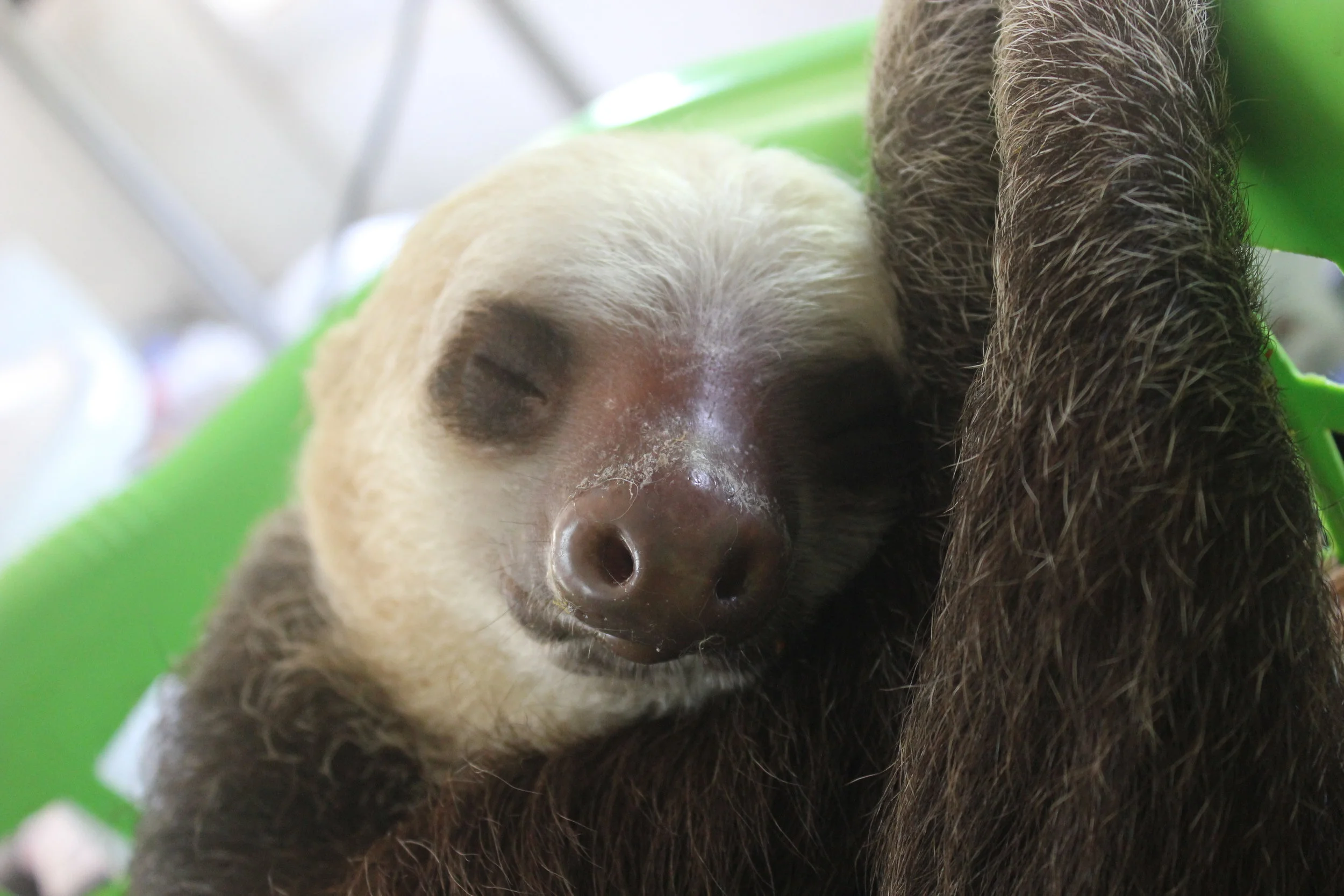 I wonder what Perosocina dreams about when she is sleeping...