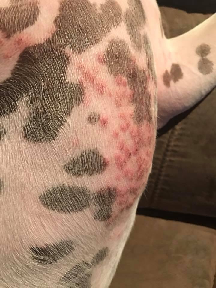 Itchy Dogs: Pyoderma — Vet Tails