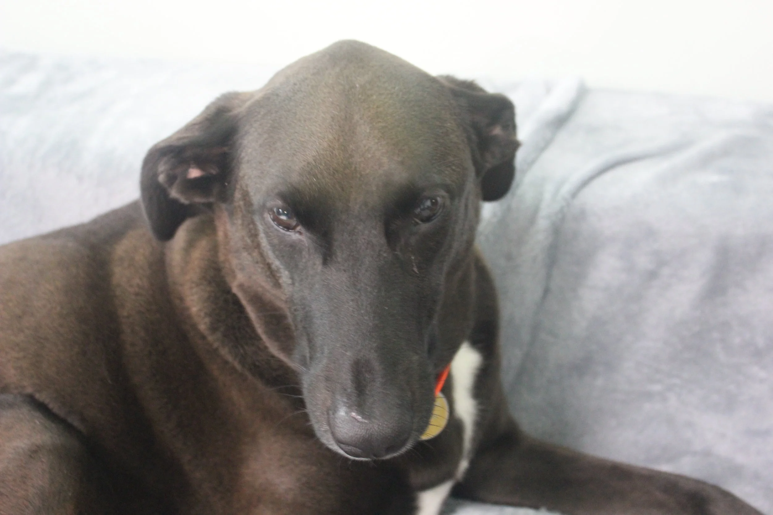 Pets behaving badly? They could be trying to tell you something