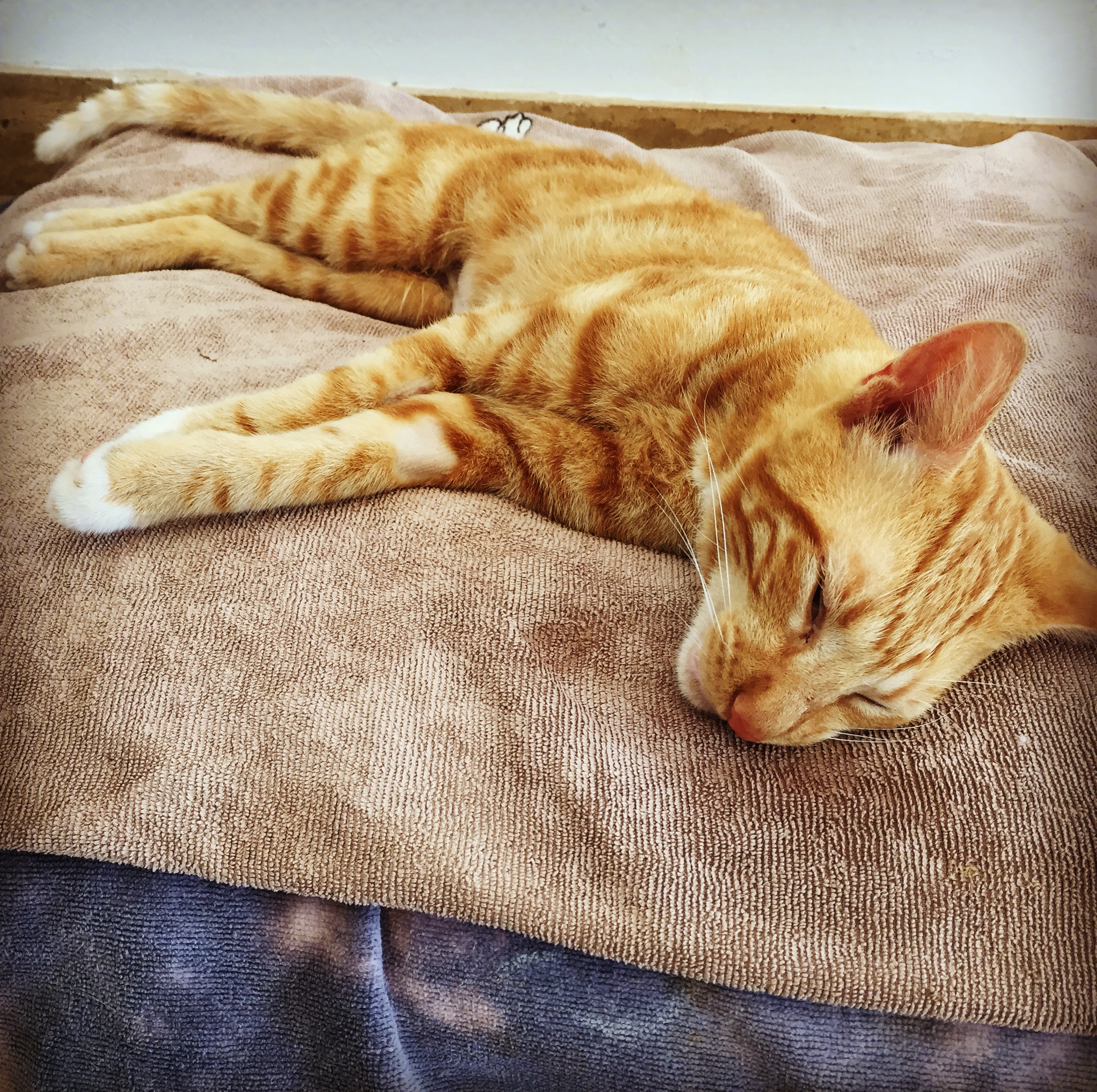 Friday was one of our two cat patients. He had a condition called cryptorchidism, which means only one testicle had descended to the scrotum. Luckily we found the other hiding near his bladder!