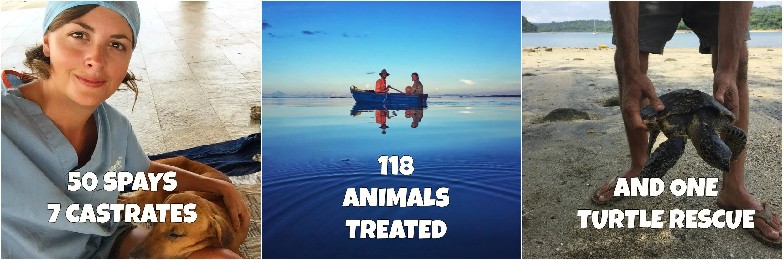ANIMALS.jpg