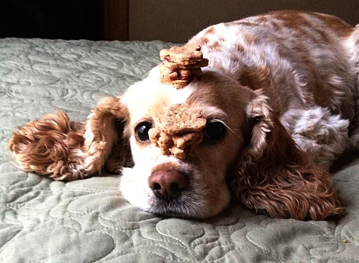 Daphne and her treats