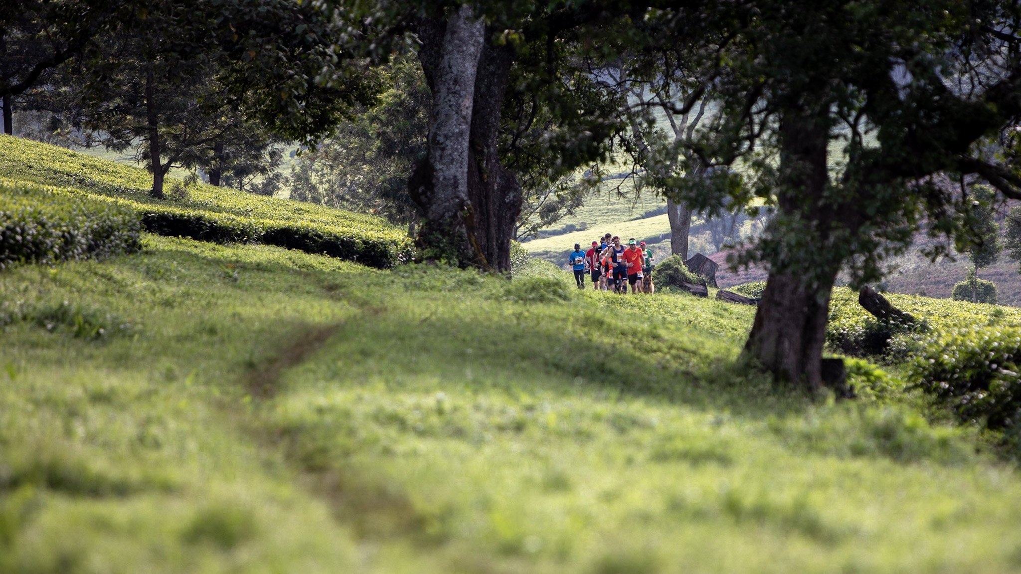  Start of race day in the beautiful tea fields. 