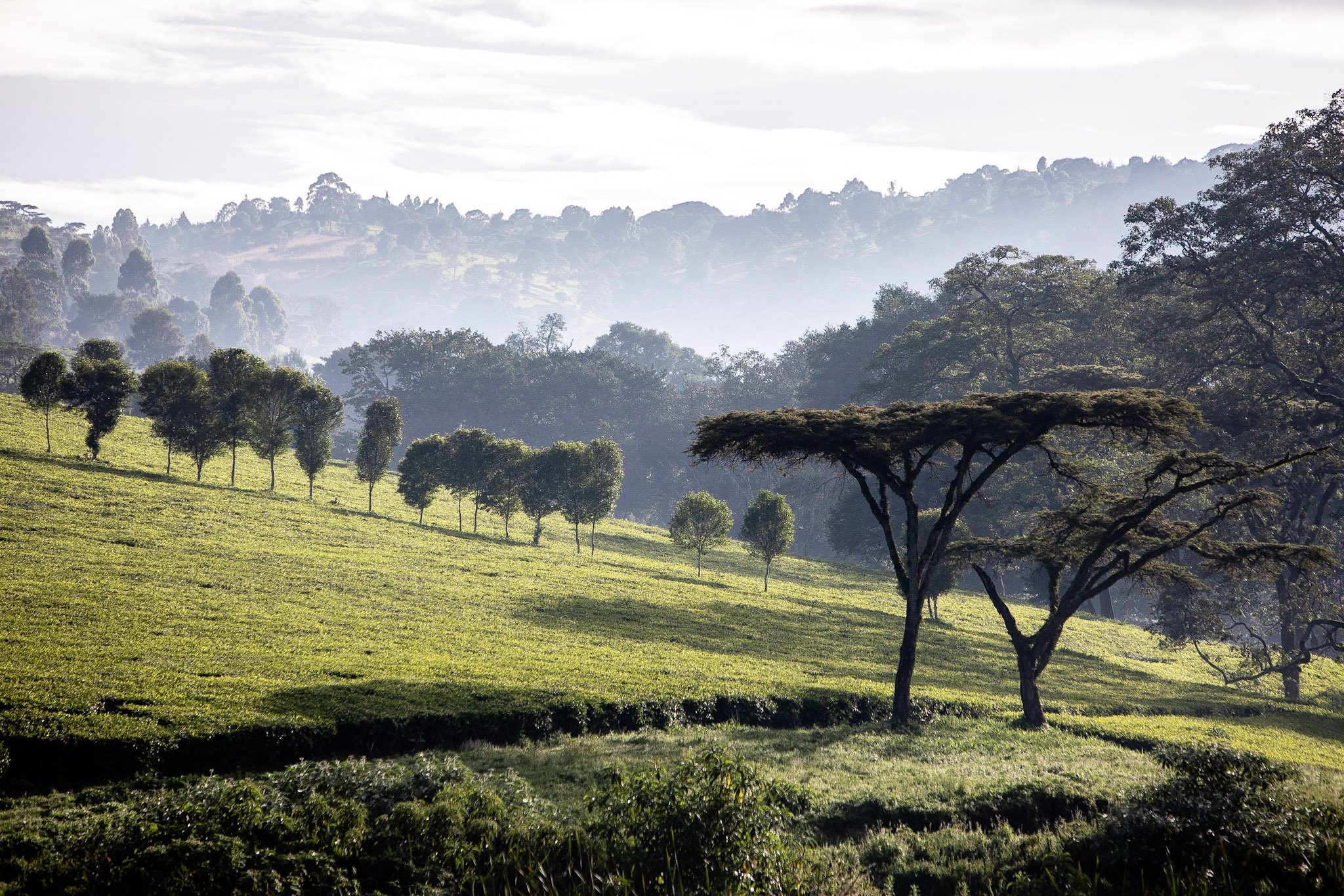  Just before the start of the race, some of the incredible views in the tea fields where the race is held. 